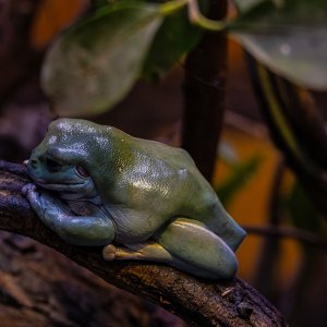 Korallenfinger Laubfrosch